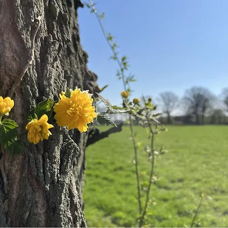 Tinyhouse - De Esdoorn Zes Camping *
