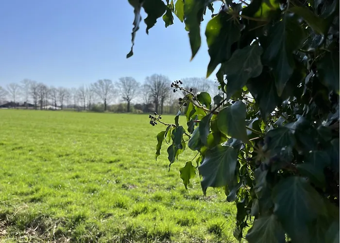 Tinyhouse - De Esdoorn Zes