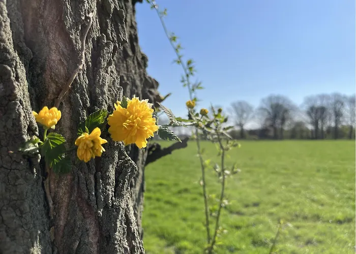Tinyhouse - De Esdoorn Zes Camping *